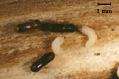サクセスキクイムシ(雌成虫と幼虫)